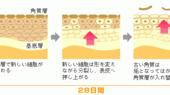 スキンケアと栄養素の関係を知る！