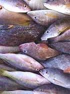 イワシの栄養素とは！