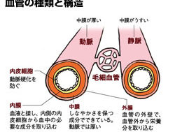 血管は“生きている”