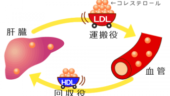 動脈硬化を防ぐ食事予防法！